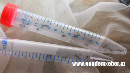 Şri-Lankada çikunqunya qızdırması yayılıb: 20 ilin ən güclü epidemiyası